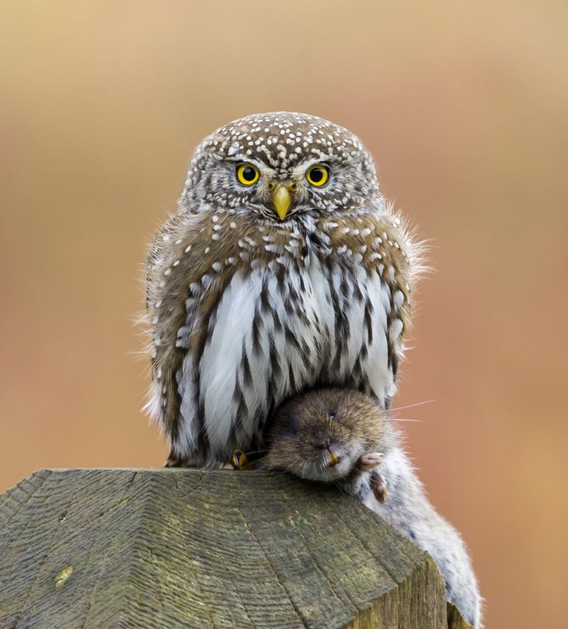 Encourage Natural Predators Like Owls And Hawks