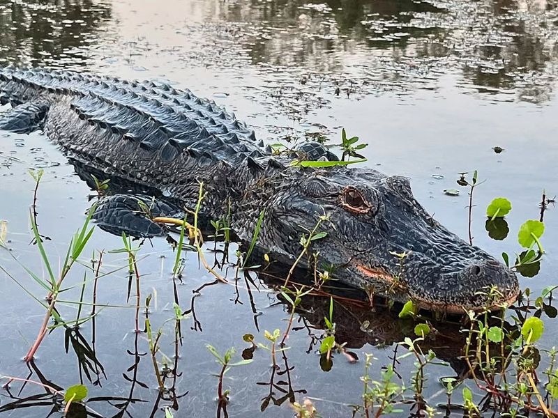 American Alligators: Prehistoric Pond Dwellers