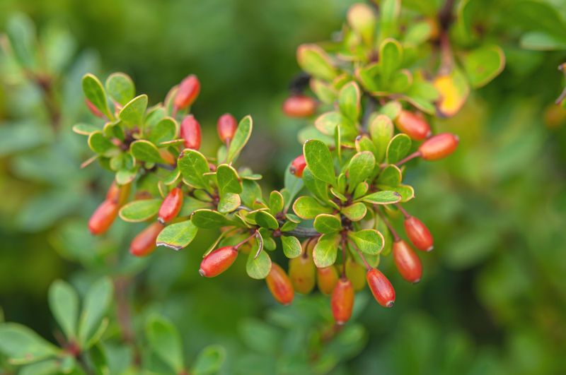 Berries Attract Birds That Drop Tick-Infested Seeds
