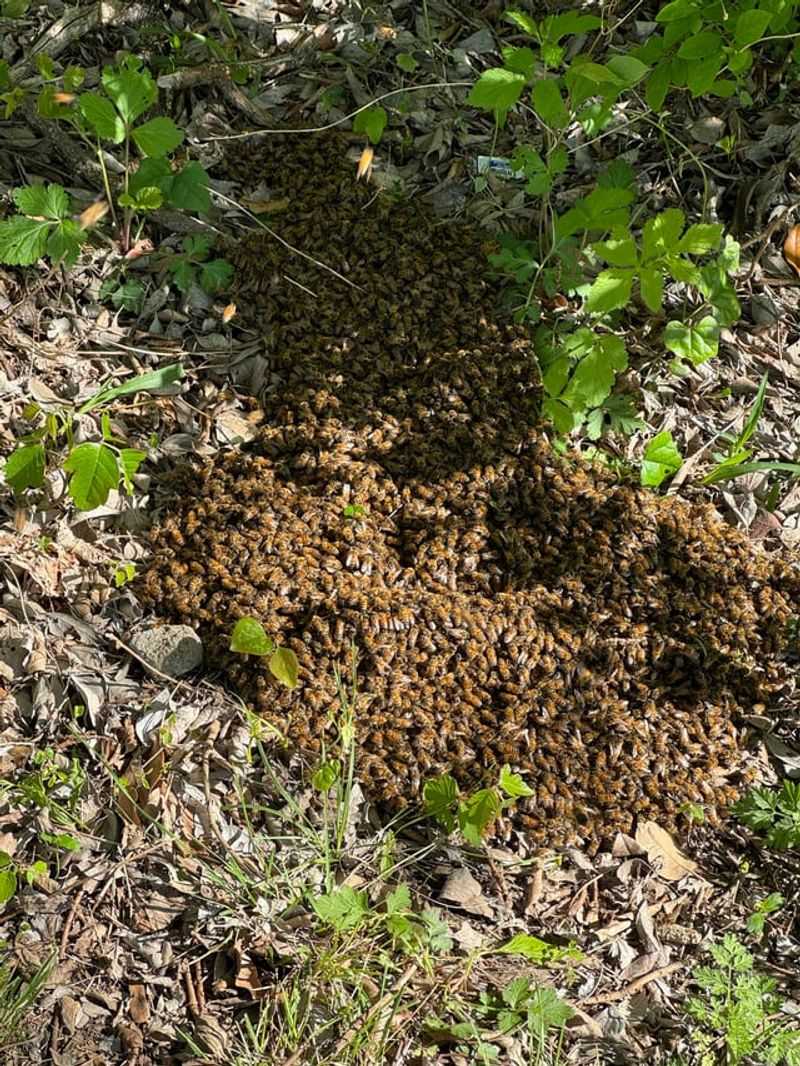 Lack of Nesting Sites