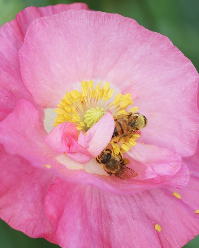 Lack Of Wildflower Diversity