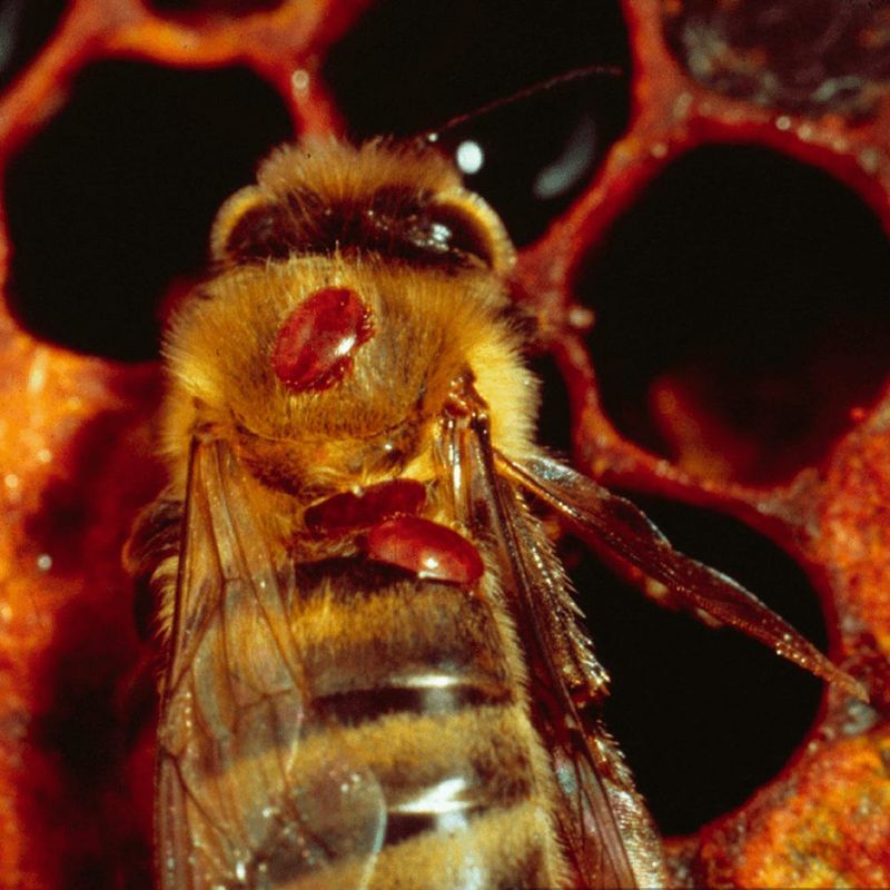 Disease And Parasites Spreading