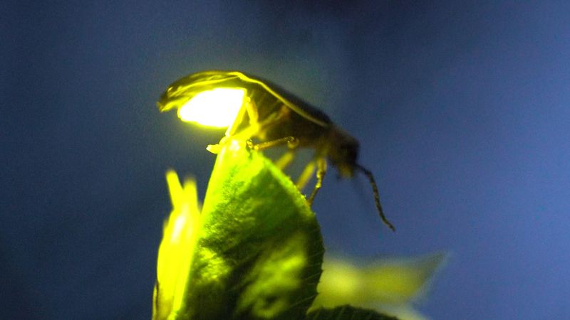 Water Pollution Harms Aquatic Species