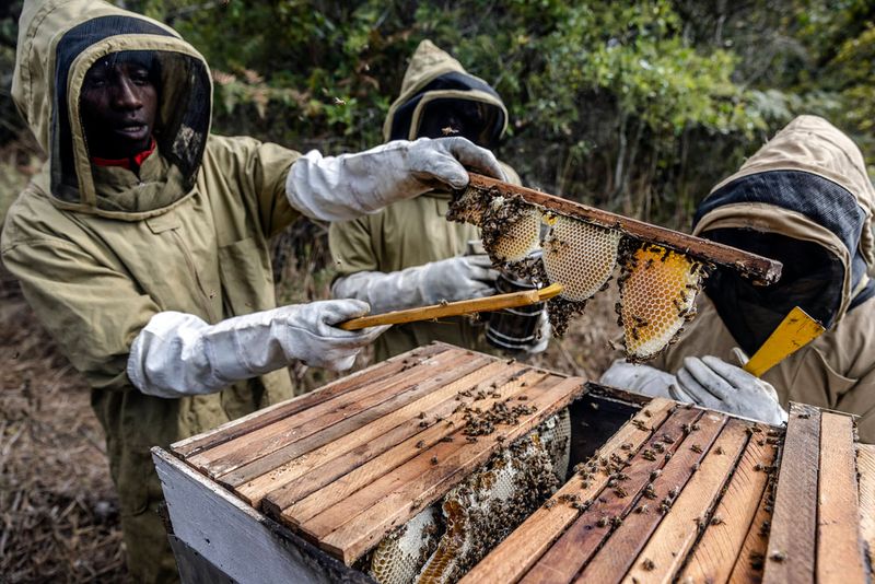 Poor Beekeeping Practices