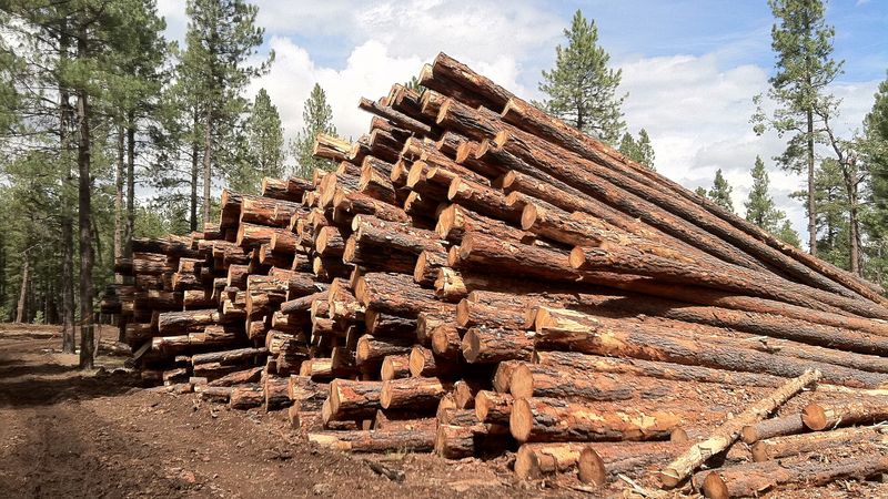 Timber Harvest Boundaries Protect Residential Areas From Logging Activity