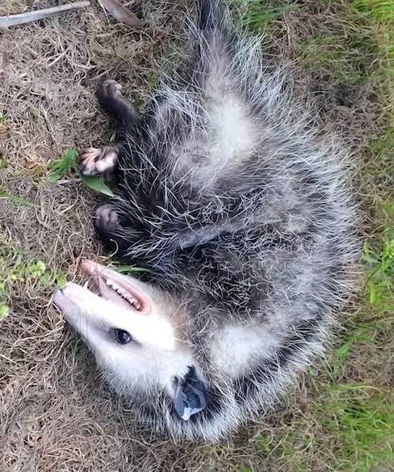 They're Not Aggressive Animals