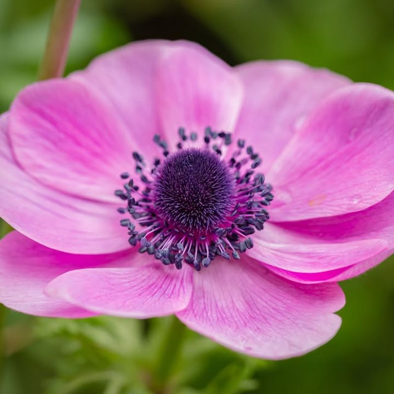 Anemones