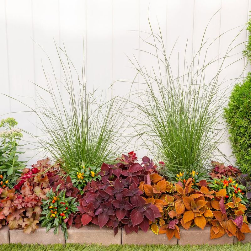 Ornamental Grasses (Various species)