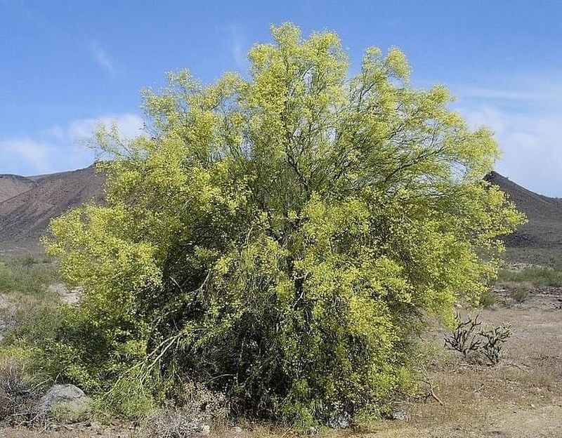 Foothill Palo Verde And Its Ecological Importance