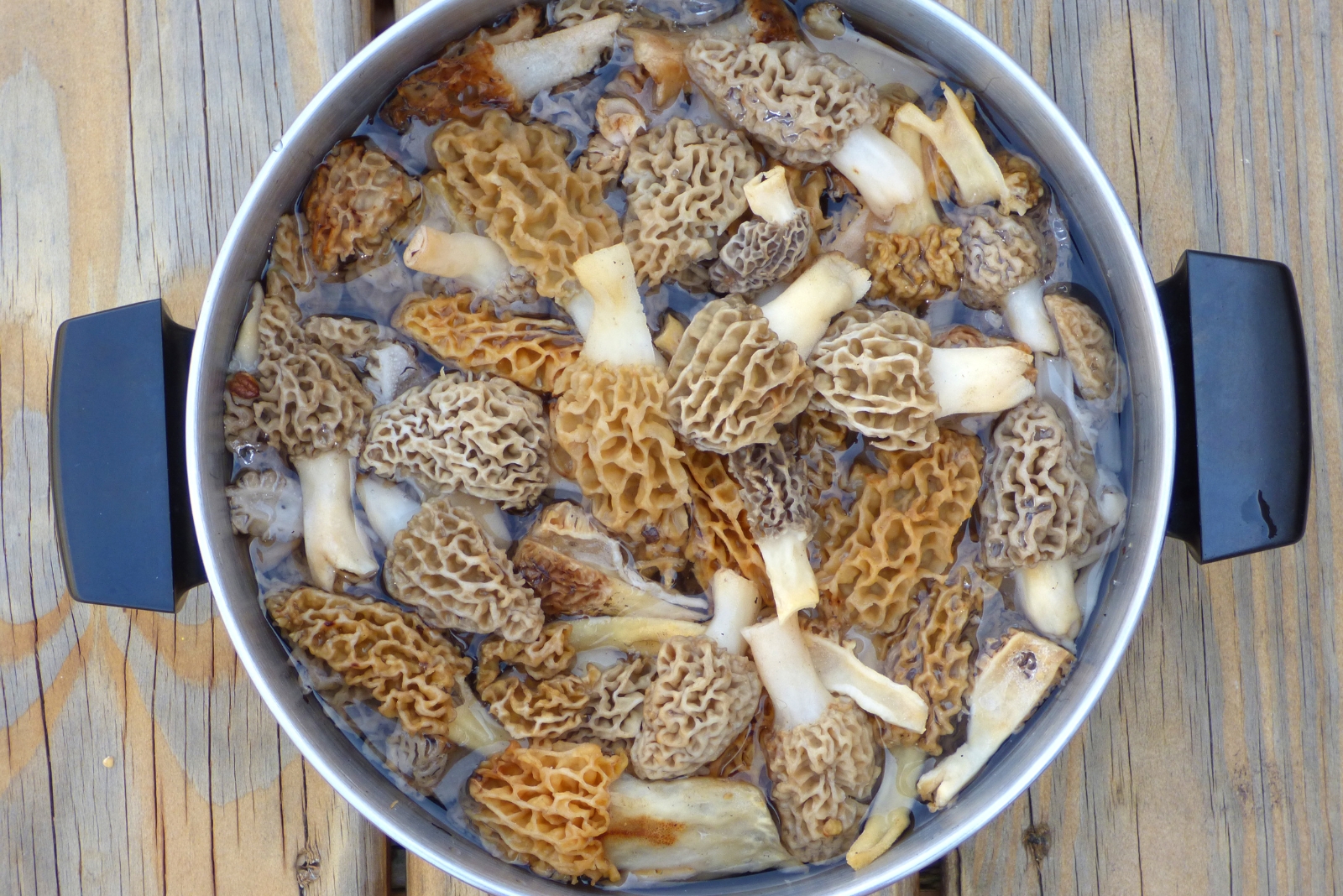 Is Mushroom Water The Secret To Healthier Plants In North Carolina