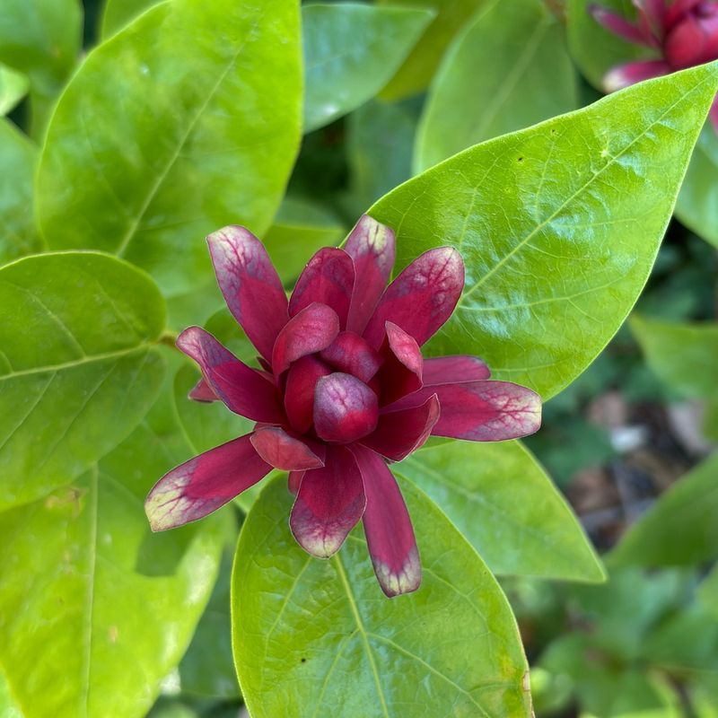 Spicebush (Calycanthus occidentalis)