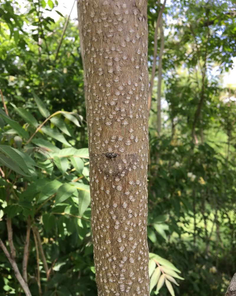 Native Wildlife Avoid It Completely