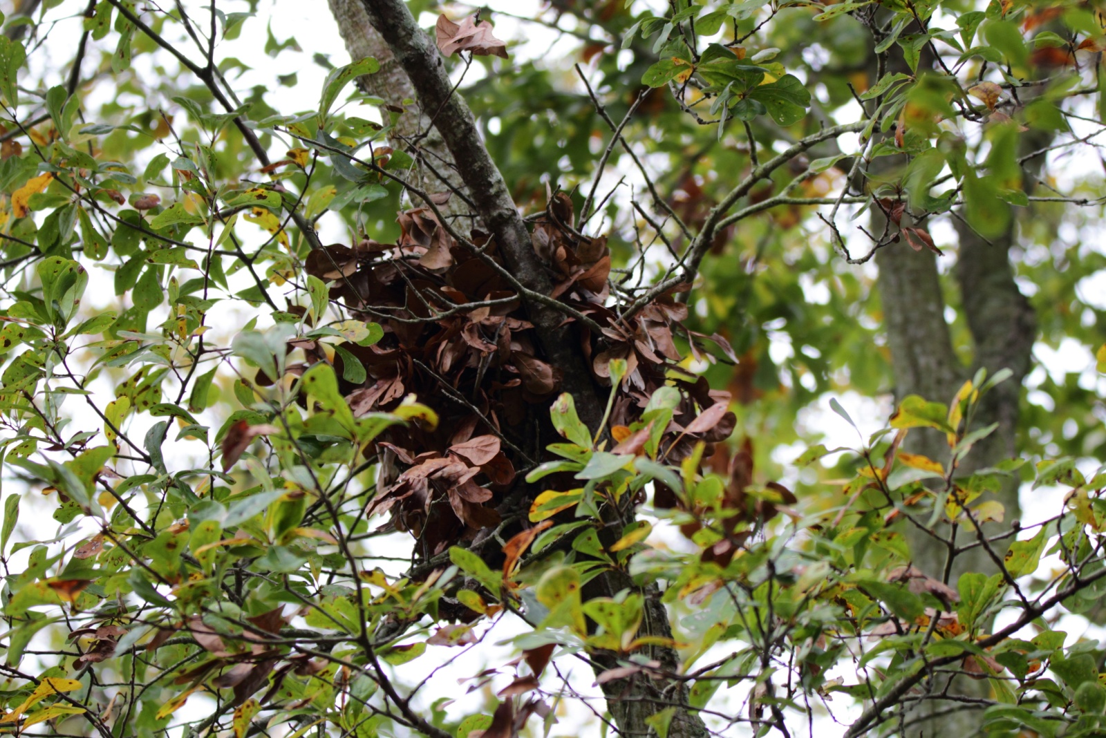 It Turns Out The Ball Of Leaves In Nevada Trees Usually Isn’t A Bird Nest And What It Might Be