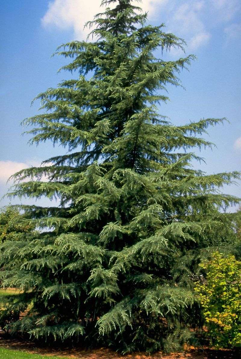Deodar Cedar