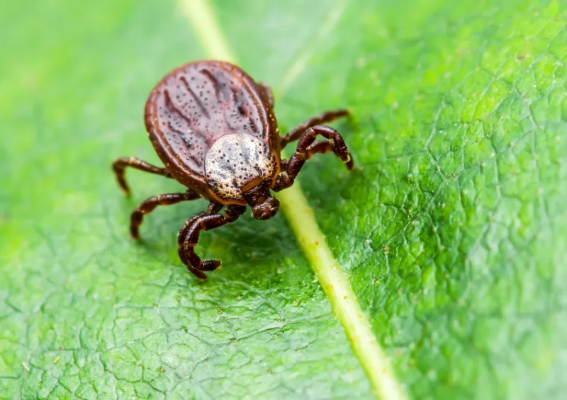 Wildlife Using Ivy Brings More Ticks To Your Yard