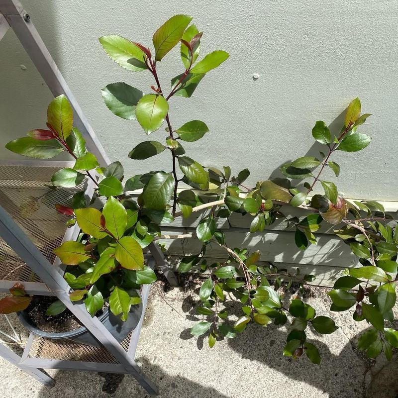 Khat Plants
