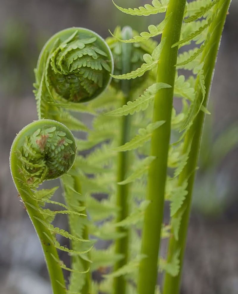 Ostrich Fern: Dramatic Vertical Accents