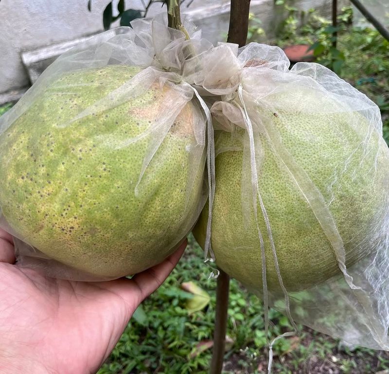 Pomelo Trees