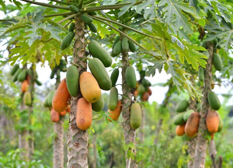 Papaya