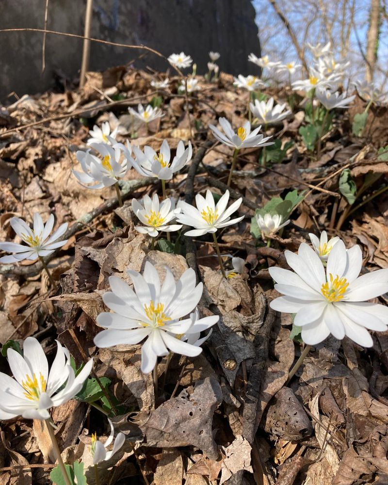 Bloodroot: Early Spring Woodland Wonder