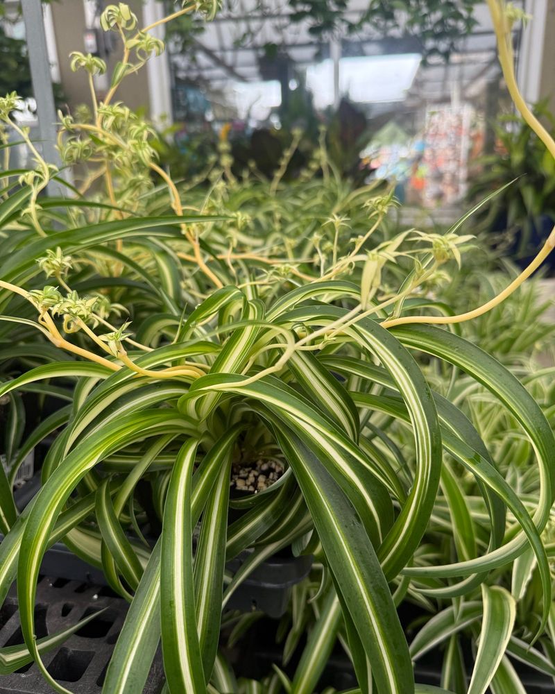 Spider Plant (Chlorophytum comosum)