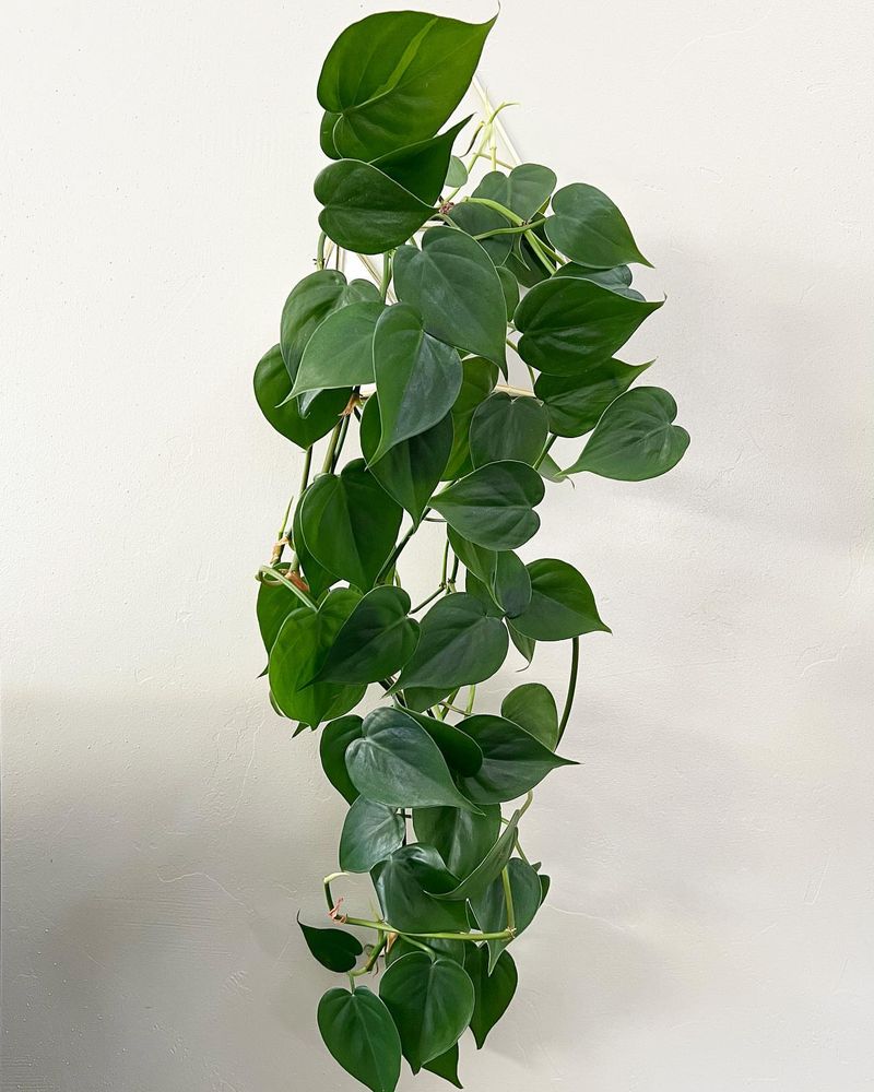 Heartleaf Philodendron