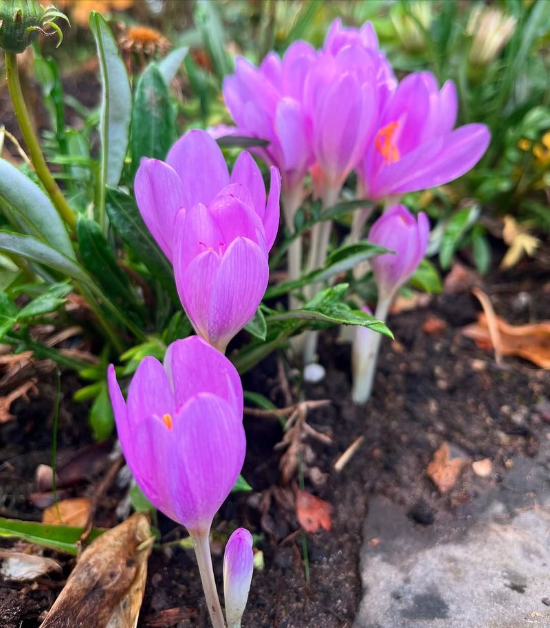 Autumn Crocus