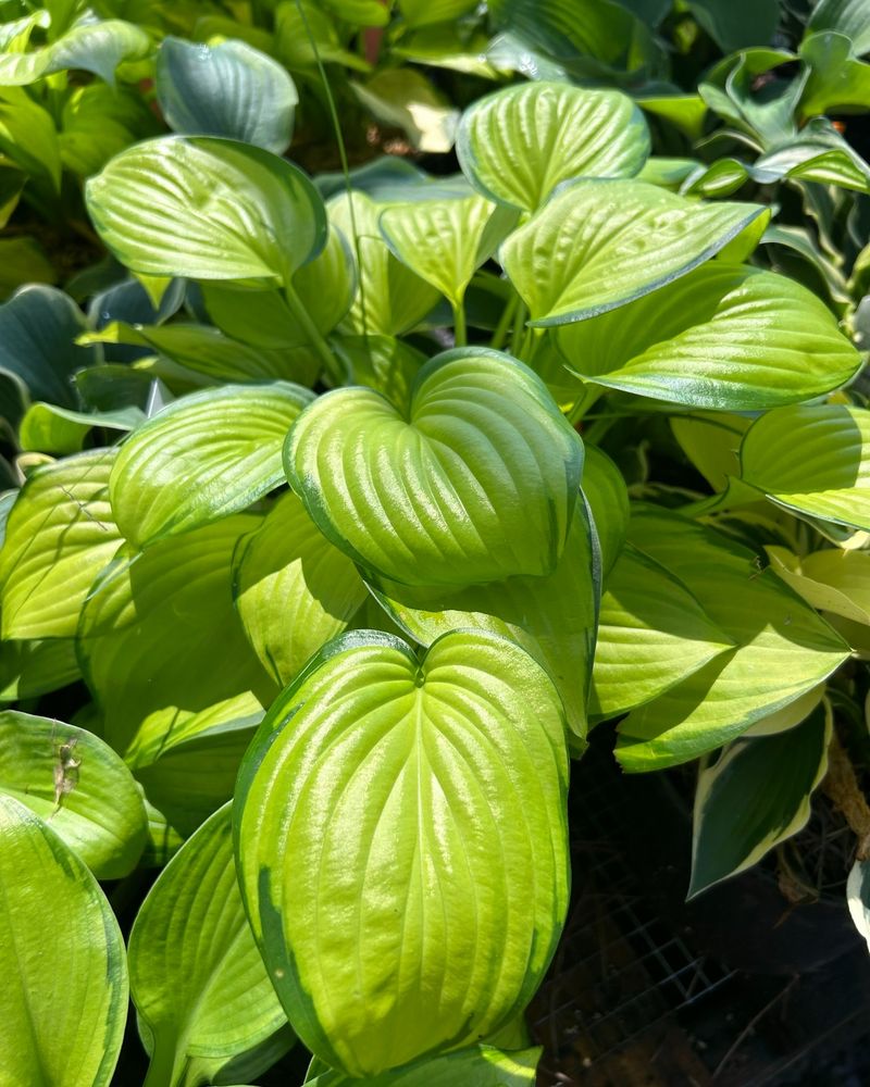 Hostas