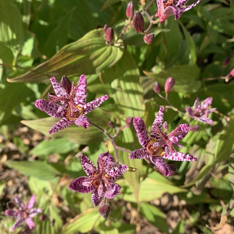 Toad Lily