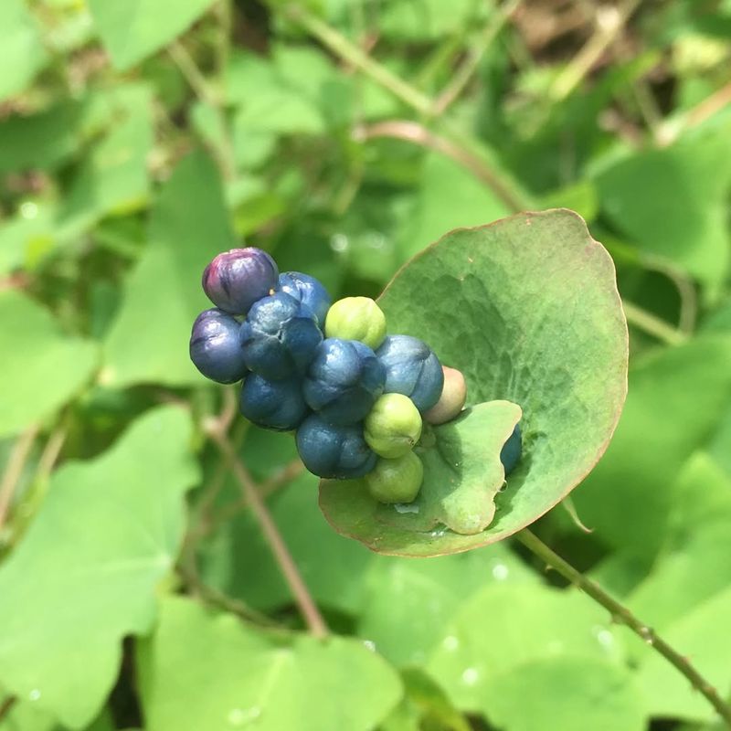 Mile-a-Minute Vine