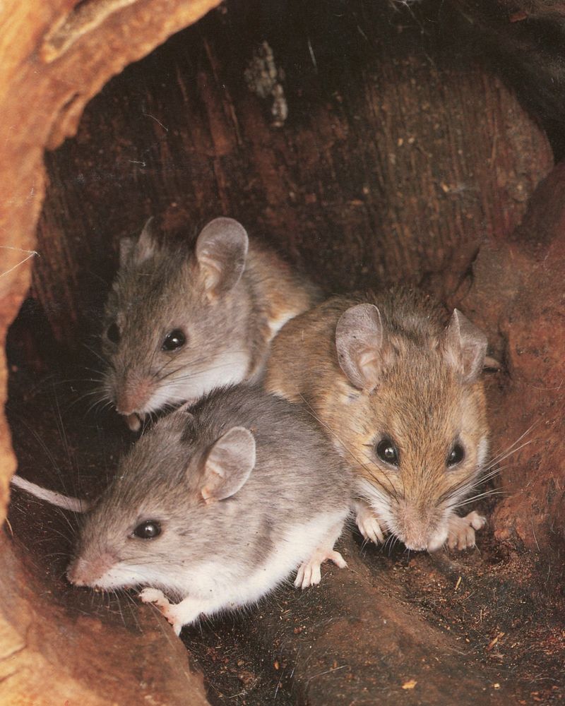 White-Footed Mice Love Japanese Barberry