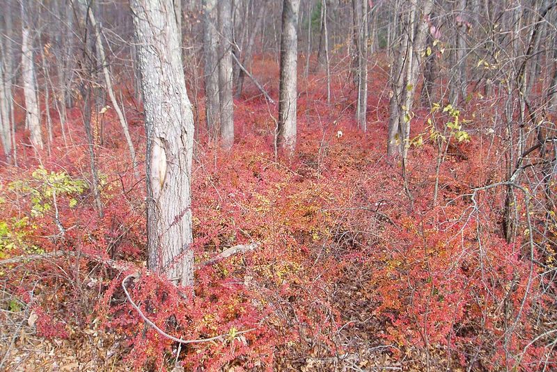 Blacklegged Ticks Thrive In Barberry Patches