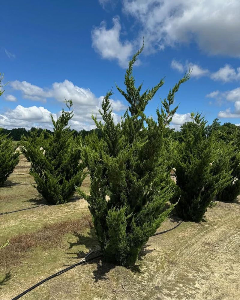 Hollywood Juniper