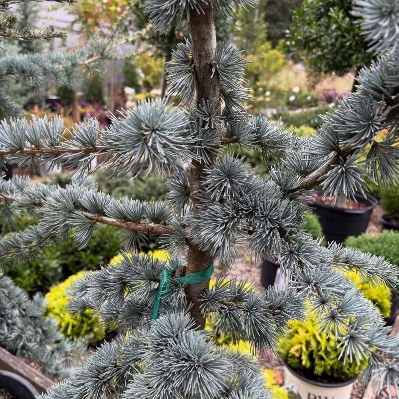 Atlas Cedar