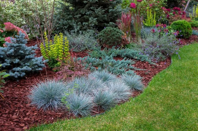 Blue Fescue
