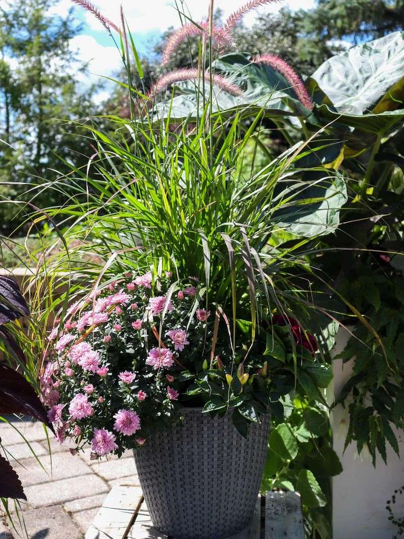 Pennisetum 'Rubrum'