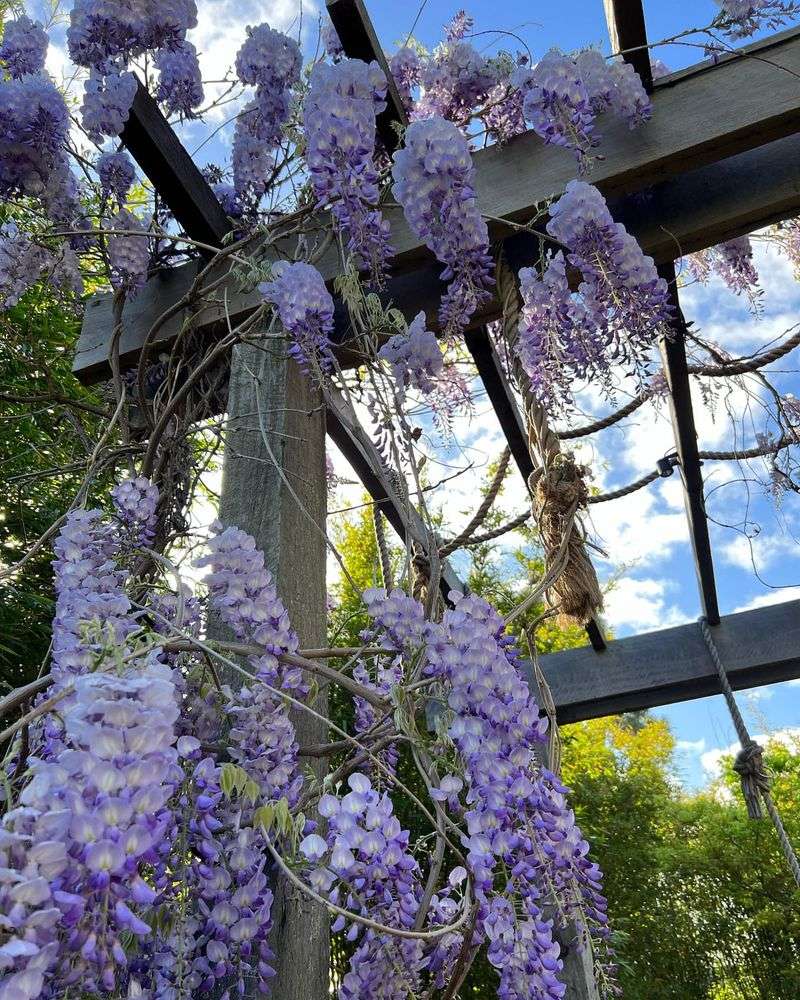 Chinese Wisteria