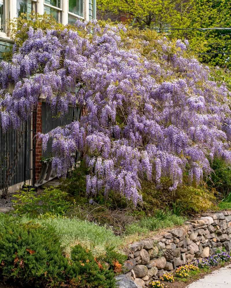 Chinese Wisteria