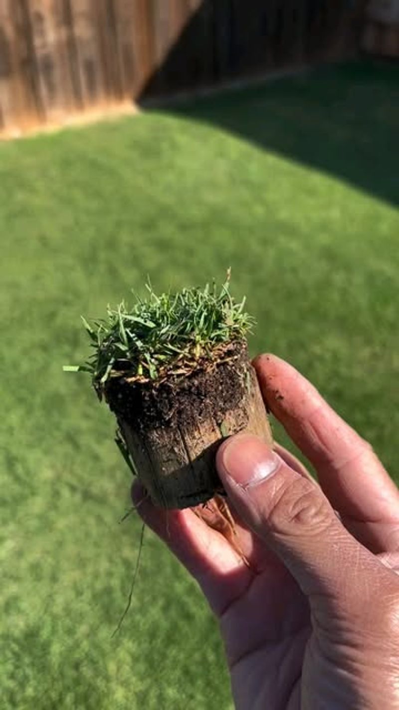 Bermuda Grass