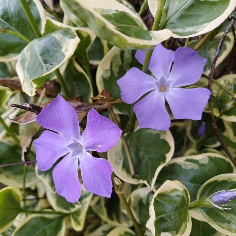 Periwinkle (Vinca major)