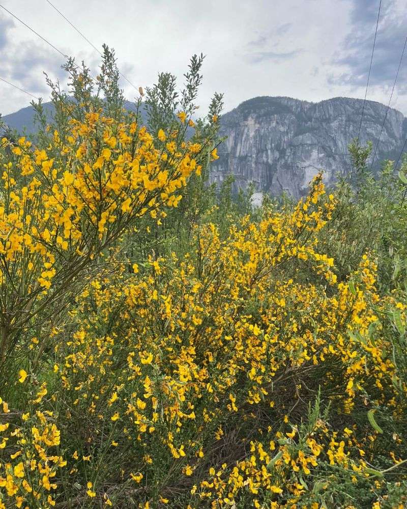 Scotch Broom