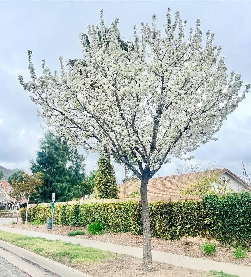 Callery Pear Cultivars