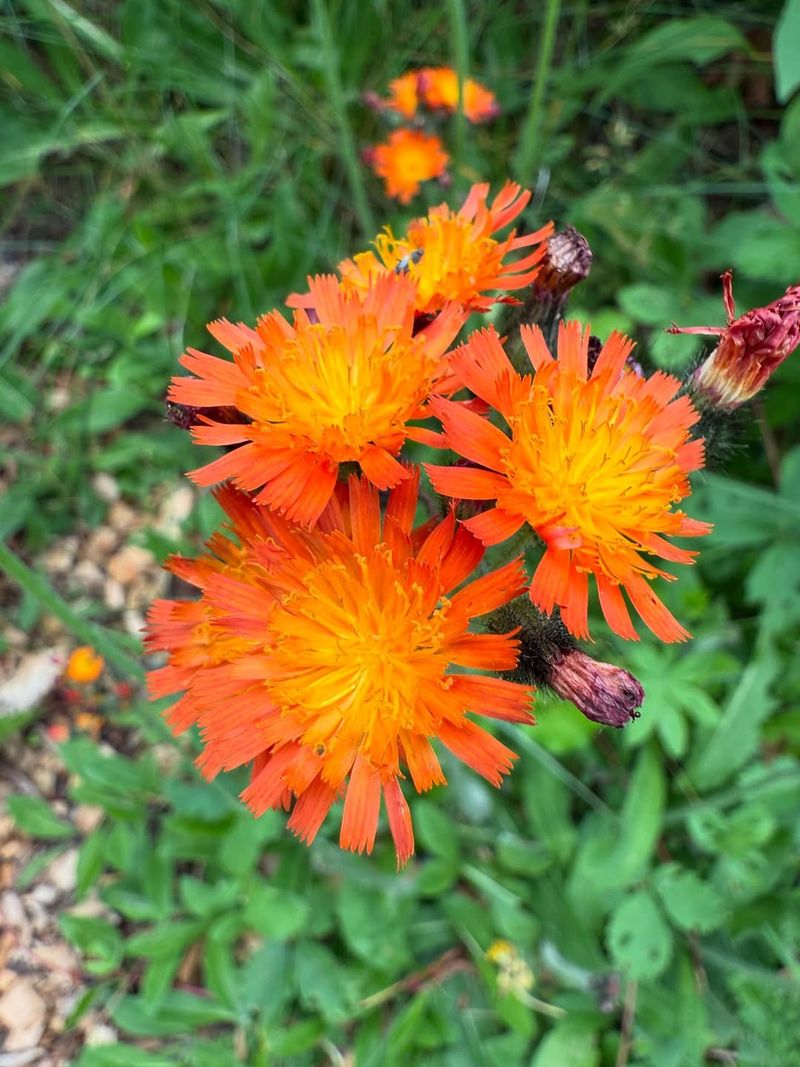 Orange Hawkweed