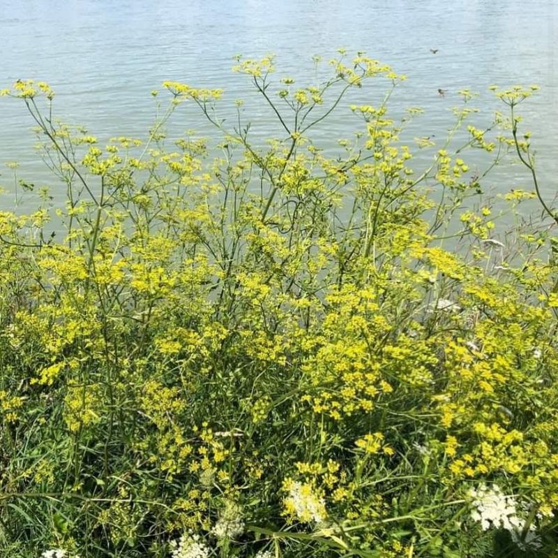 Wild Parsnip