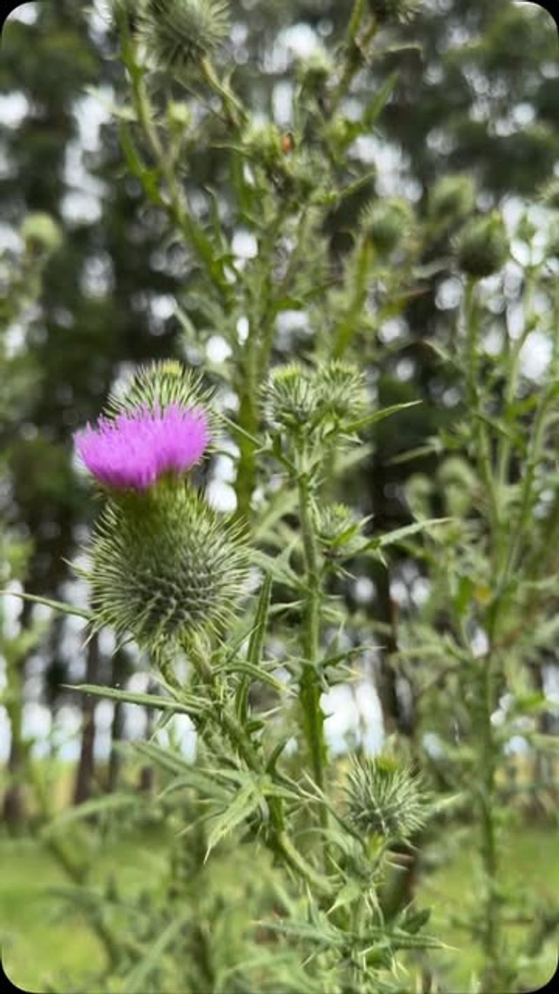 Scotch Thistle