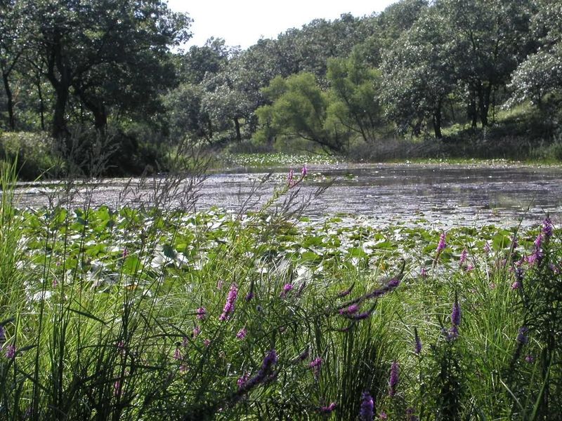 Purple Loosestrife
