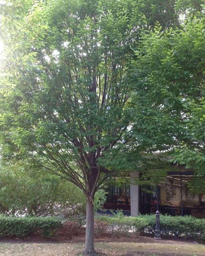 American Hornbeam