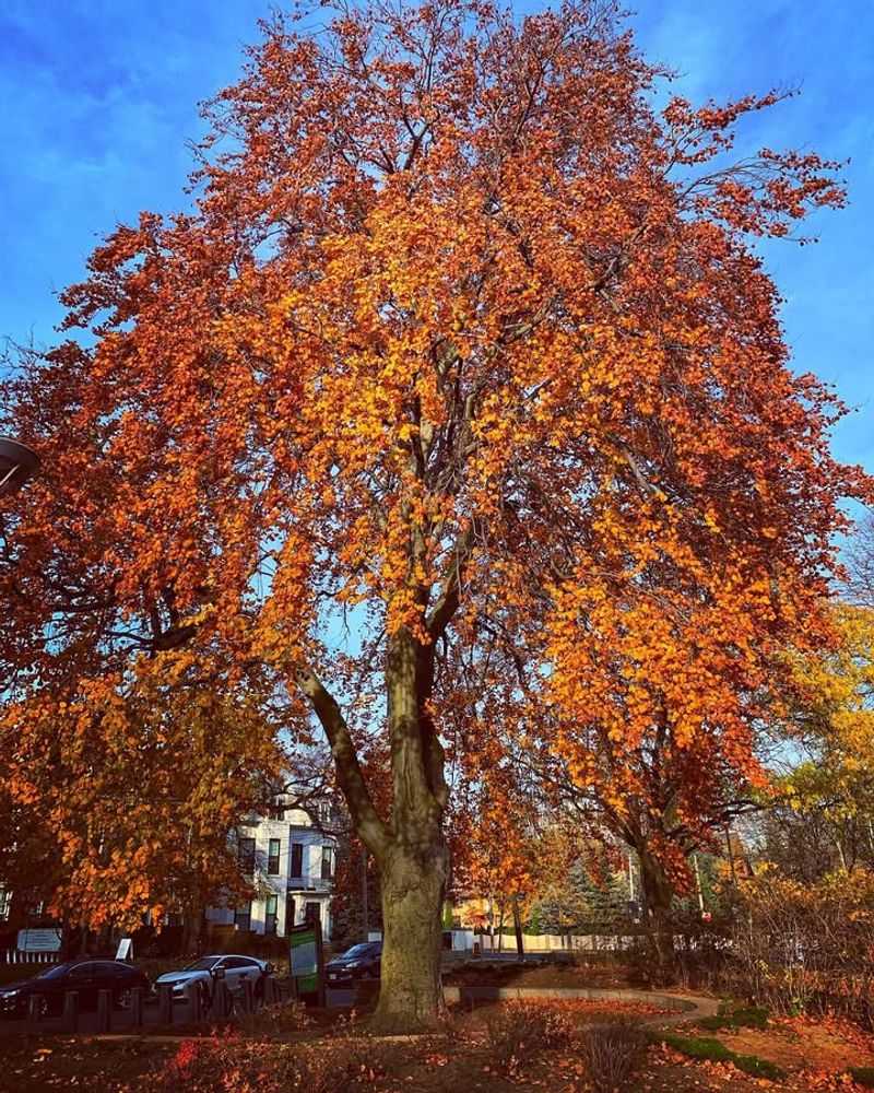 Copper Beech