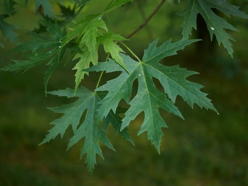 Silver Maple