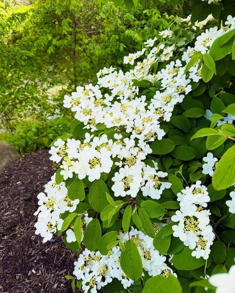 Doublefile Viburnum
